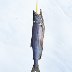 kaneshime-aramakijake-2.5kg